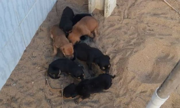 Cães são resgatados pela PM; animais estavam sem água e comida