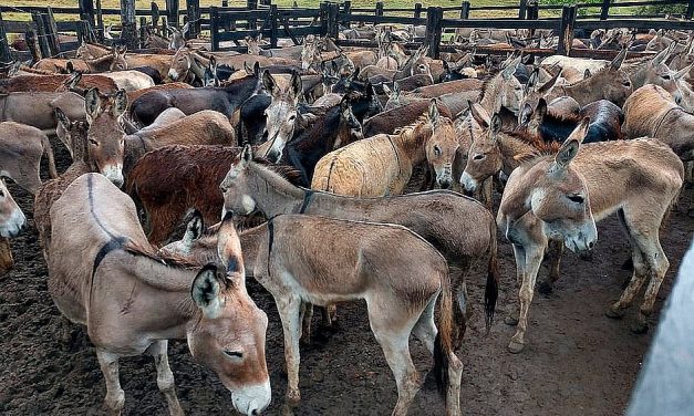 ADAB regulamenta procedimentos para abate de jumentos na Bahia