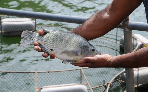 Produção de peixes da Bahia Pesca aumenta 40% durante pandemia