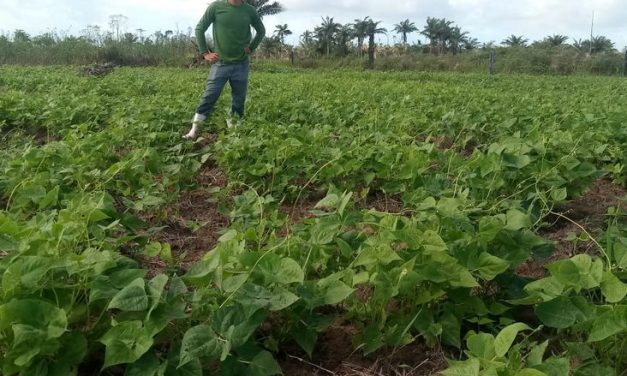 Investimentos do Governo do Estado geram renda e segurança alimentar para aldeia indígena de Porto Seguro