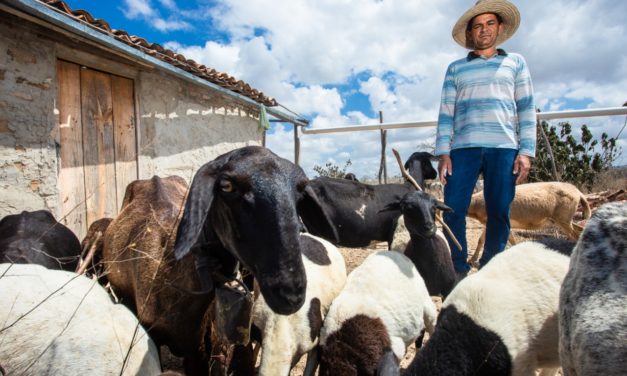 Caprinos, ovinos e pesca artesanal são destaques do Rural Produtivo na TVE