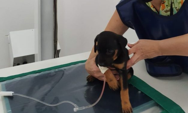 Filhote de cachorro fica ferido após ser jogado de prédio em Itabuna