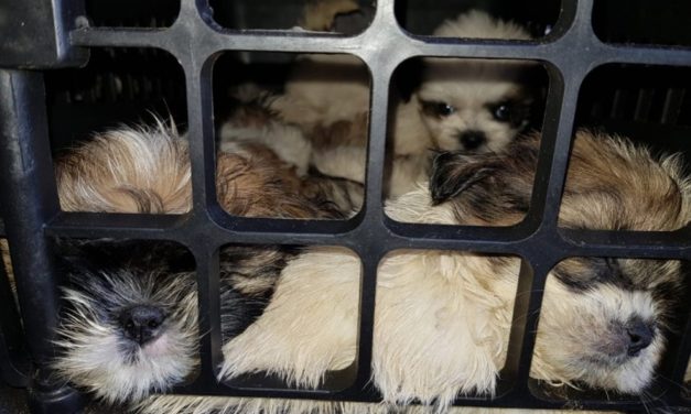 Justiça determina que filhotes de Shih-Tzu apreendidos em Itaberaba sejam entregues para ONG