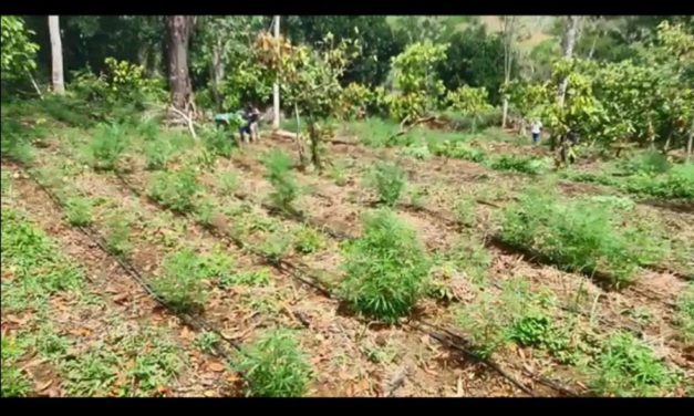 Seis homens são presos em propriedade rural com 3.500 pés de maconha