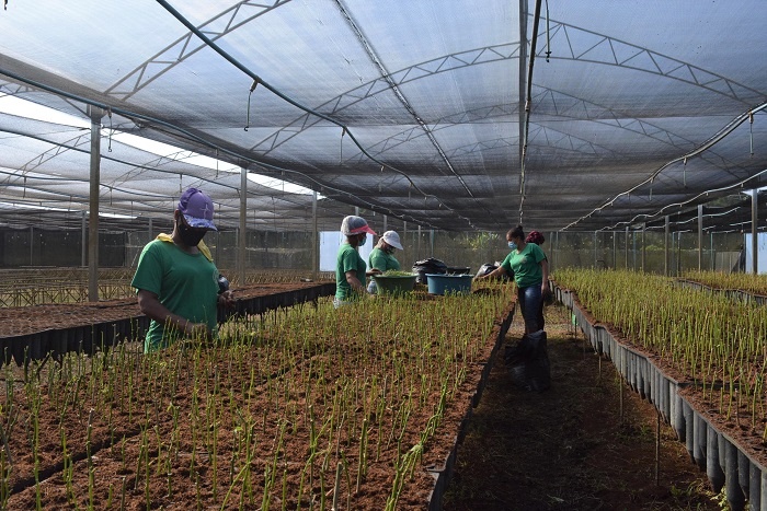 Biofábrica 22 anos: Pacote de obras garante otimização da produção de mudas