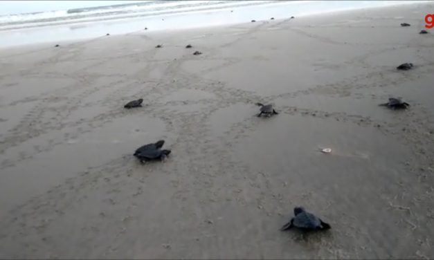 Ilhéus: filhotes de tartarugas marinhas são flagradas a caminho do mar