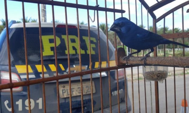 PRF flagra crime ambiental e resgata animais silvestres em trecho baiano da BR 110