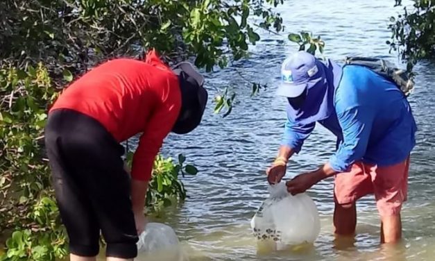 Quase dois milhões de caranguejos serão despejados nos Mangues de Santo Amaro