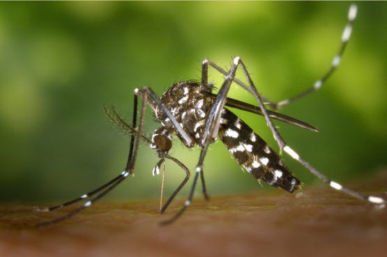 Mais de 24,5 mil casos de dengue, zika e chikungunya são registrados na BA esse ano