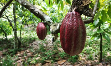 Seminário discute cadeia produtiva do chocolate da cabruca