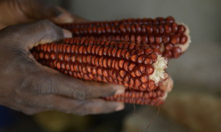 Irecê recebe primeiro seminário sobre milho não transgênico: sustentabilidade e tradições em foco no sertão da Bahia