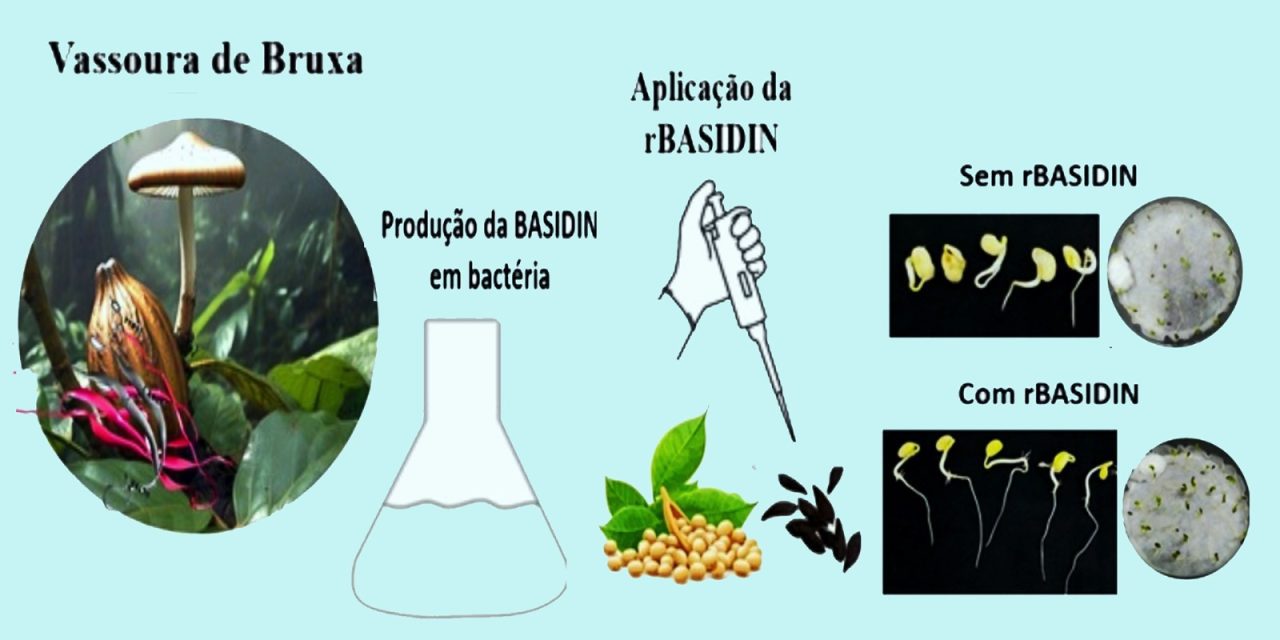 Pesquisadores da Uesc descobrem potencial biotecnológico em proteína da vassoura-de-bruxa