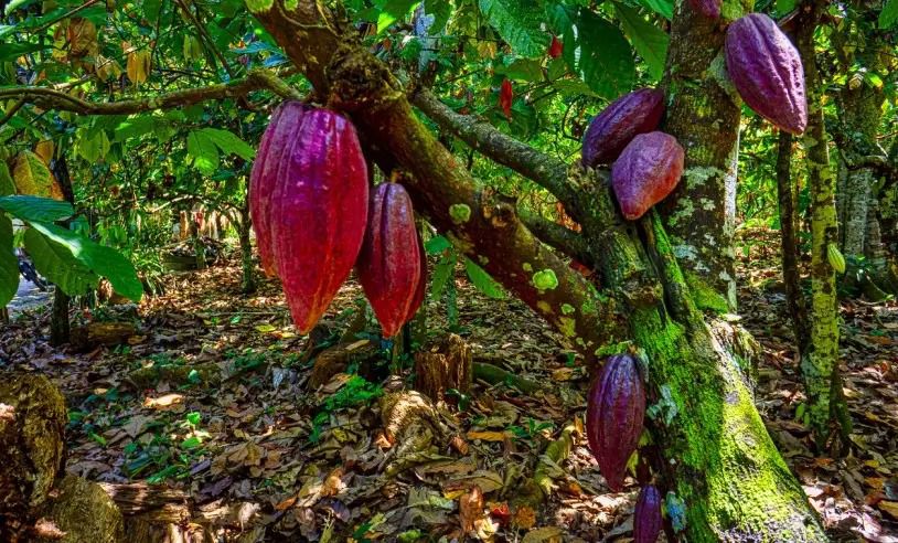 Sebrae realiza Dia de Campo em Camacan com foco na produção cacaueira