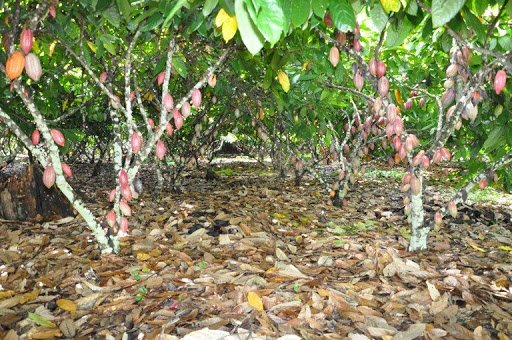 MENOS LERO E MAIS CIÊNCIA NA CACAUICULTURA 